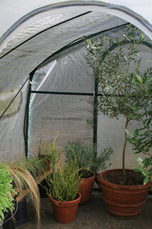 Dig, Grow, Compost, Blog 11/1/09 12/1/09